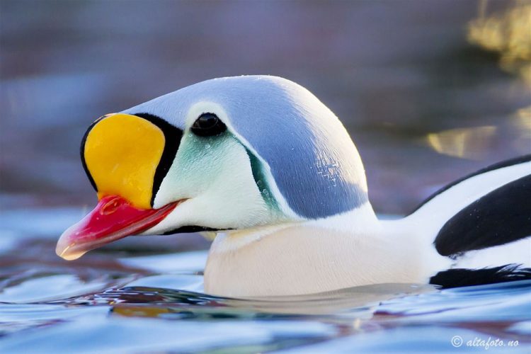 In Båtsfjord you can take photos from a floating birdhide and the King Eider is the most popular bird to photograph. Steller`s Eider and King Eider, are easy to observe in large numbers, together with Common Eider and Long-tailed Duck. Photo: Oltafoto.