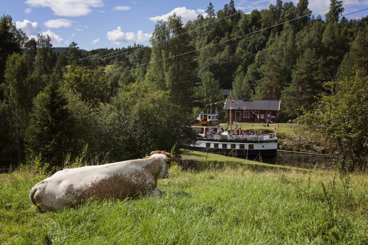 Telemark cow enjoys the view of the canal boat at Eidsfoss locks, Ida Kvisgård